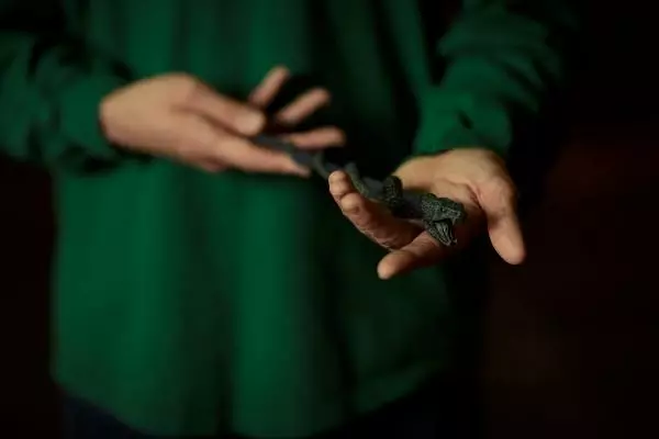 Warner Bros Best Sellers The Slytherin Mascot Wand 7 Warner Bros Best Sellers The Slytherin Mascot Wand