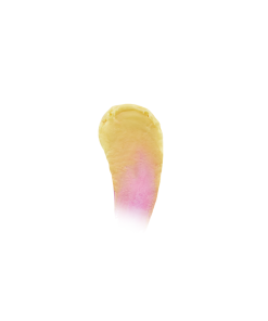 Warner Bros Luna Lovegood 'Sunflower' Colour Changing Lipstick 7 Warner Bros Luna Lovegood 'Sunflower' Colour Changing Lipstick